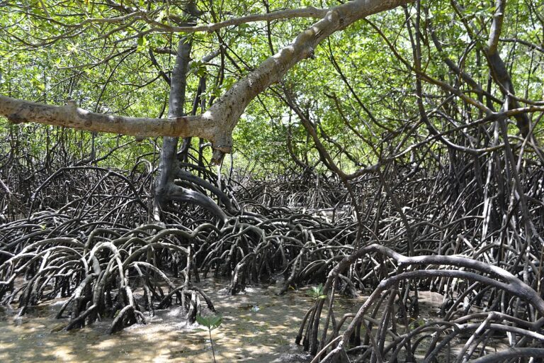 MANGLAR / MANGUE