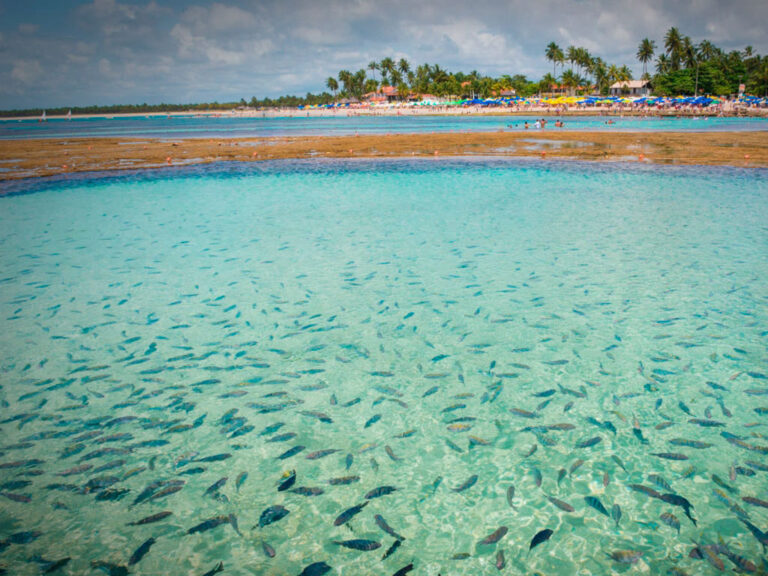 ARRECIFE DE CORALES
